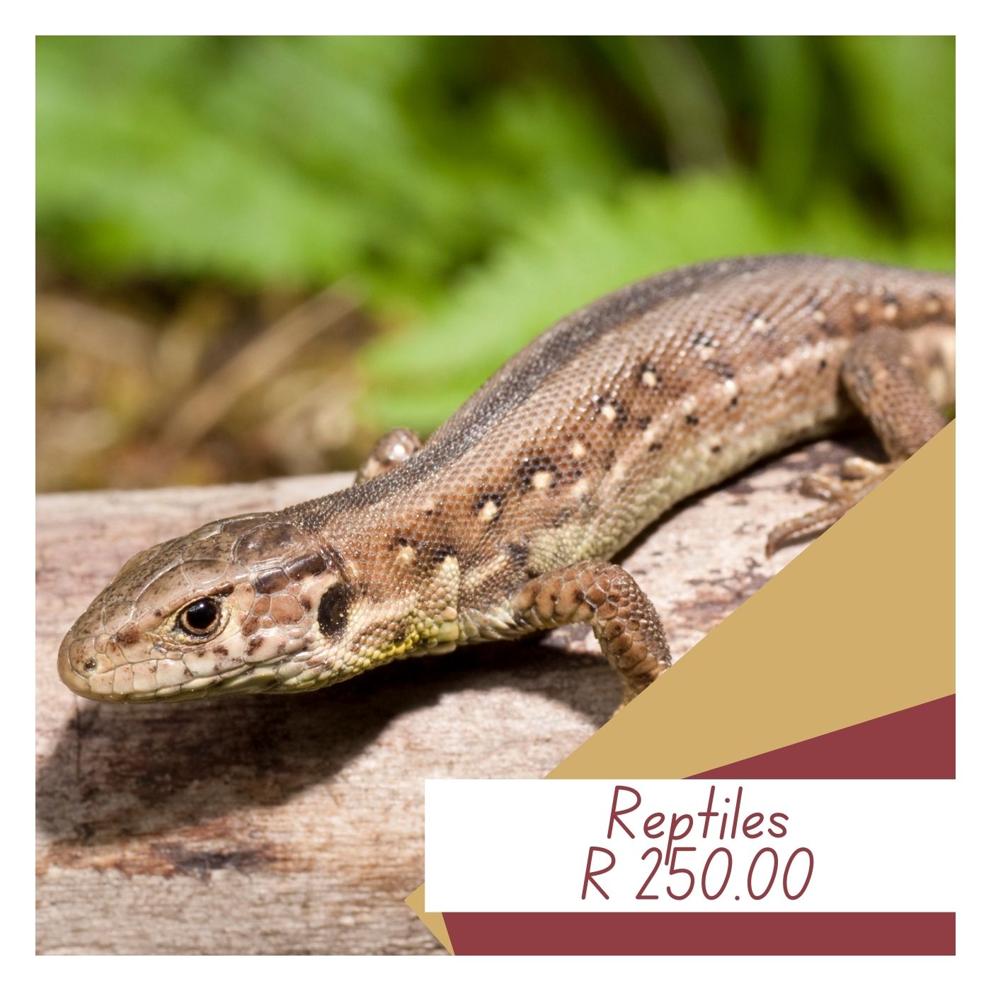 Lizzard