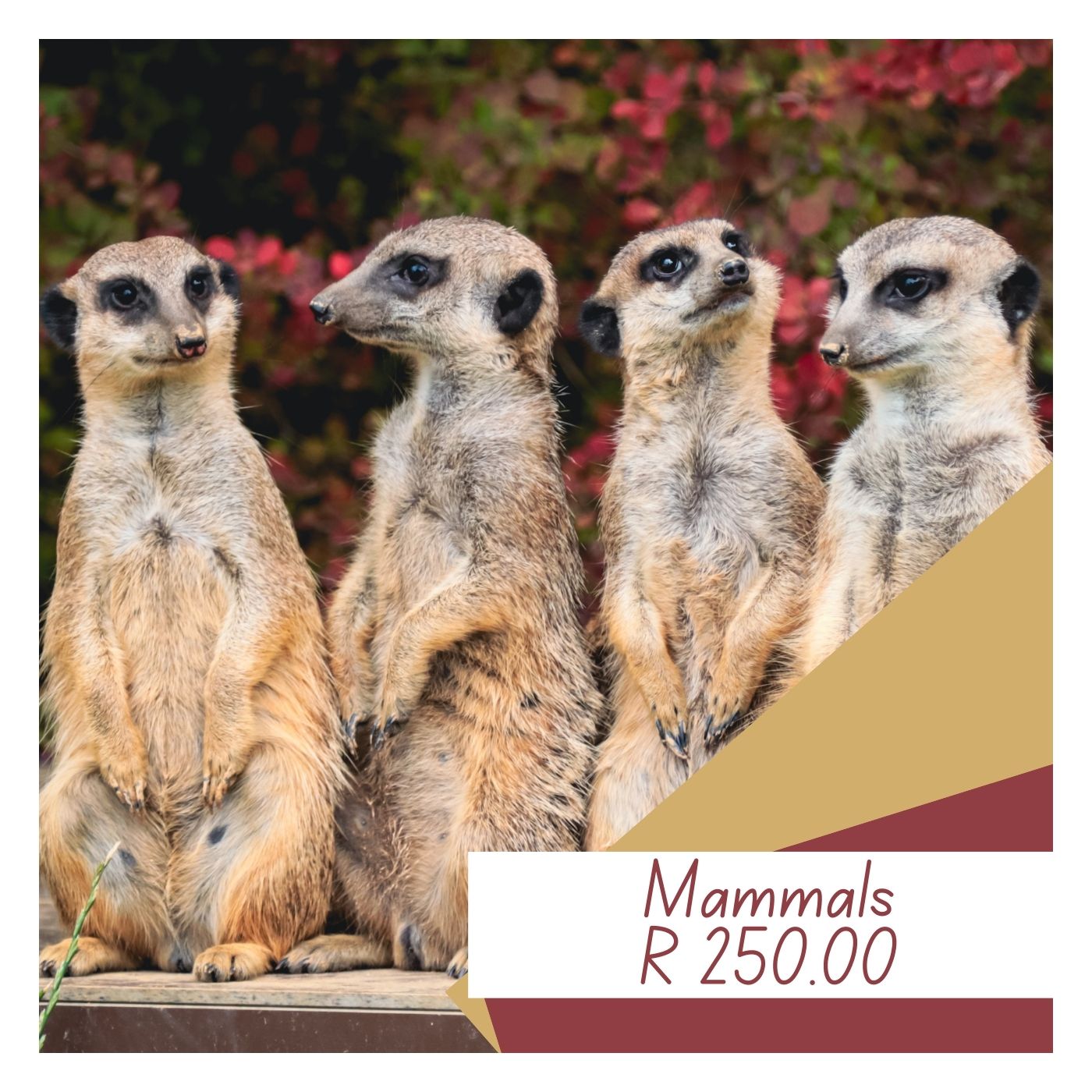 Meerkat