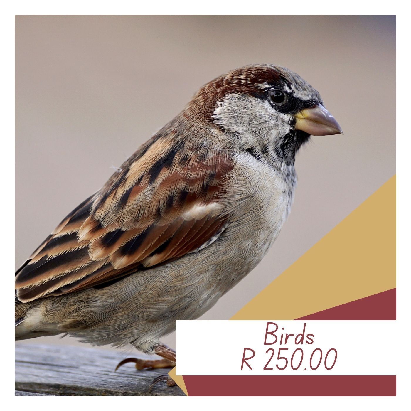 Bird